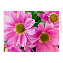 Pink chrysanthemum cards