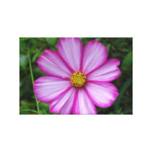 Pink Cosmos Gallery Wrap Canvas