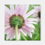 Pink Daisies - Front and Back Fridge Magnets