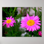 Pink Daisies Poster