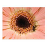 Pink Daisy Postcard