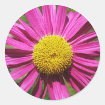 Pink Daisy Stickers