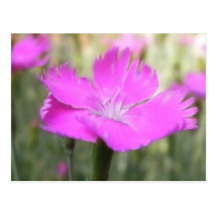 Pink Dianthus Bloom Post Cards