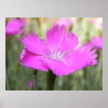 Pink Dianthus Bloom Posters