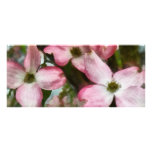 Pink Dogwood Closeup Rack Cards