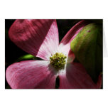 Pink Dogwood Flower - Greeting-Note Card