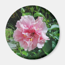 Pink Double Hibiscus Magnet