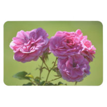 Pink Elegant Roses Vinyl Magnet