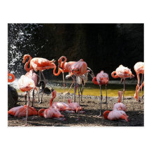 Pink Flamingos Postcards