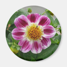 Pink flower fridge magnet