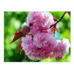 Pink Flower Greeting Postcard