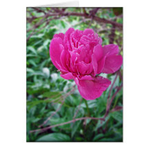 Pink Flower Note Card Floral