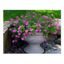 Pink Flower Planter Cards Post Card