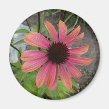 Pink flower refrigerator magnets