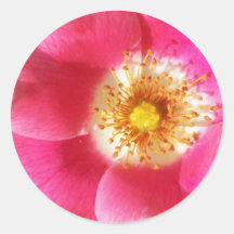 Pink Flower Round Sticker