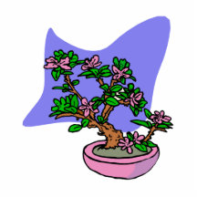 Pink Flowering Bonsai Pink Pot Blue Back Photo Cut Out