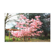 Pink Flowering Tree Canvas Print