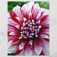 Pink Flowers with various shades of pink Flyer Design