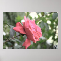 Pink Frost Posters
