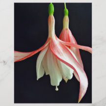 Pink fuschia flower custom flyer