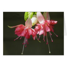Pink Fuschia Mother's Day Card