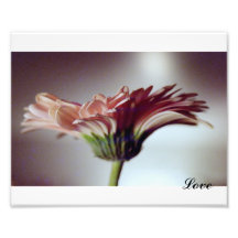 Pink gerber Daisy Photograph