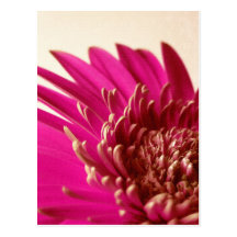 Pink Gerbera Postcard