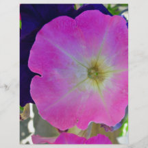 Pink gloryand dark purple flowers flyers