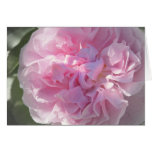 Pink HeirloomRose Card