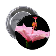 Pink Hibiscus