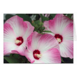 Pink Hibiscus Greeting Cards