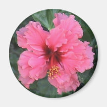 Pink Hibiscus Magnet