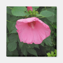 Pink Hibiscus Magnet
