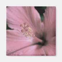Pink Hibiscus Magnet