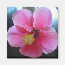Pink Hibiscus Magnets