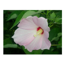 Pink Hibiscus Post Cards