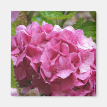 Pink Hydrangea Square Magnet