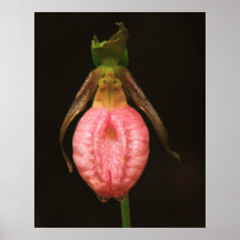 Pink Lady's Slipper Closeup Poster