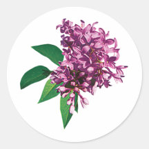 Pink Lilac Clusters Round Sticker