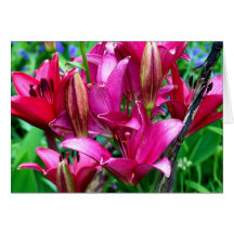 Pink Lilies Card