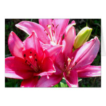 Pink Lilies in Bloom Greeting Cards