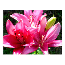 Pink Lilies in Bloom Post Cards