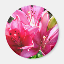 Pink Lilies in Bloom Refrigerator Magnets