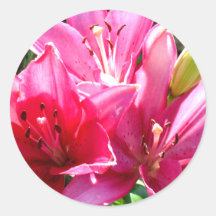 Pink Lilies in Bloom Round Sticker