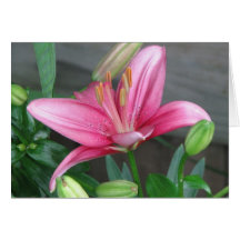 Pink Lily Card