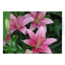 Pink Lily Greeting Card