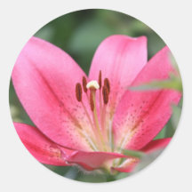Pink Lily Stickers