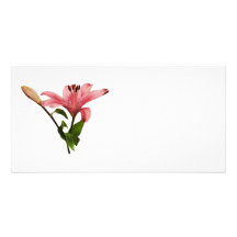 Pink Lily With Bud Photo Greeting Card