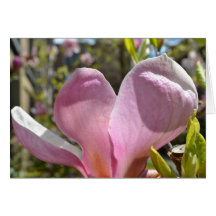 Pink Magnolia Greeting Cards