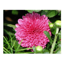 Pink Mum Post Card